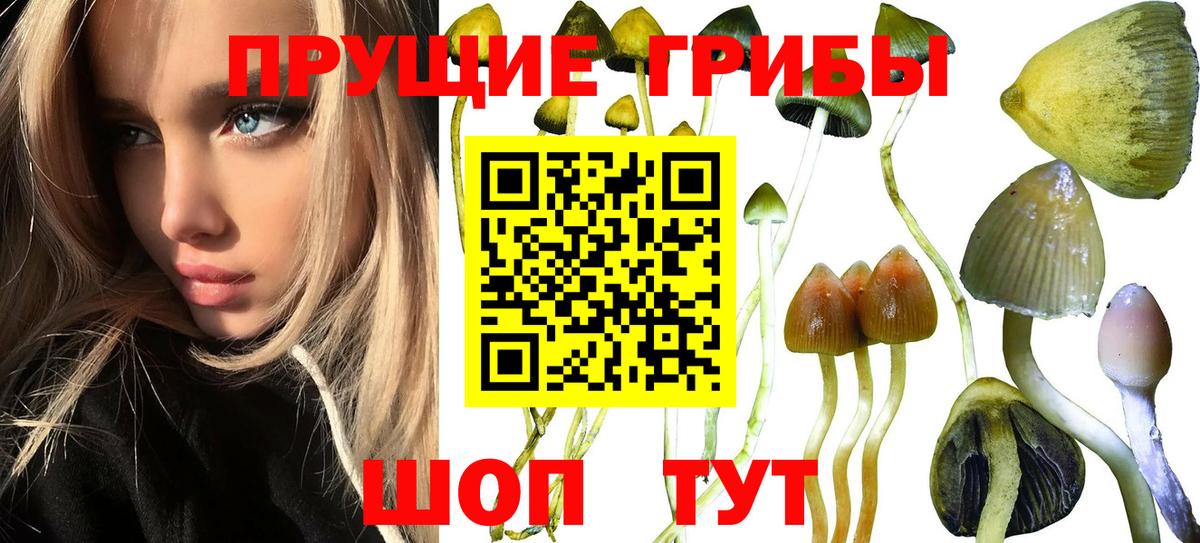 Псилоцибиновые грибы Psilocybe Дзержинск